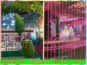 加急置頂新疆維吾爾自治區烏魯木齊什么地方有出租馬戲團表演的