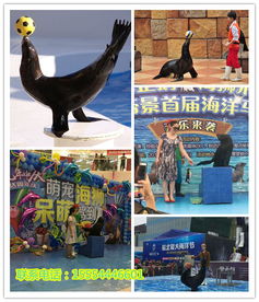 馬戲團(tuán)表演出租租賃海獅表演出租u長沙市