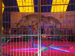 湖北馬戲表演出租合作步驟流程